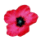poppy