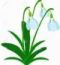 snowdrops